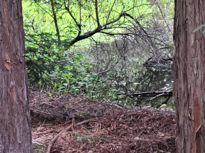 Fawns at Lompico Pond and Redwoods Forest, 5/23/26