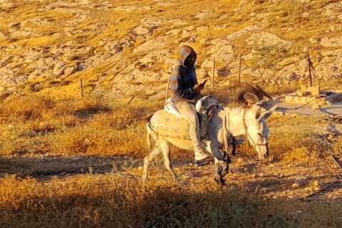 Illegal israeli settler on donkey trespassing on Palestinian land. Part of daily Palestinian harassment and intimidation.