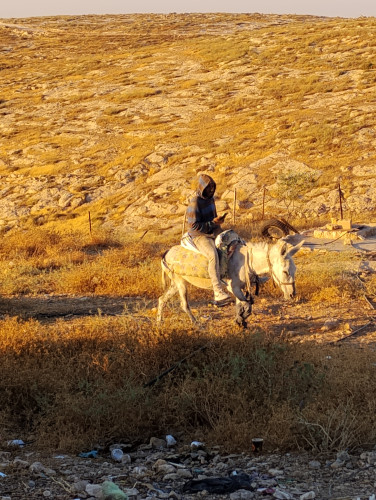 Illegal israeli settler on donkey trespassing on Palestinian land. Part of daily Palestinian harassment and intimidation.