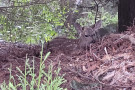 Fawn at Lompico Pond, 5/23/26