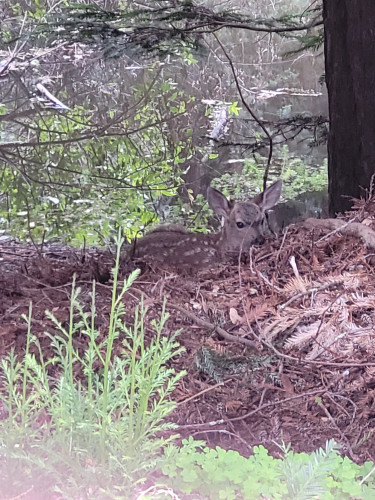 Fawn at Lompico Pond, 5/23/26