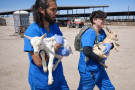 DxE investigators rescue two sick baby goats from Vera Goat Dairy in Stratford, CA on May 27, 2025. (Credit: Direct Action Everywhere)