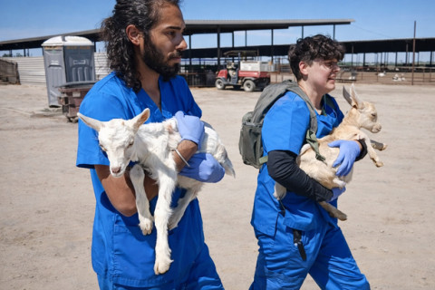 DxE investigators rescue two sick baby goats from Vera Goat Dairy in Stratford, CA on May 27, 2025. (Credit: Direct Action Everywhere)