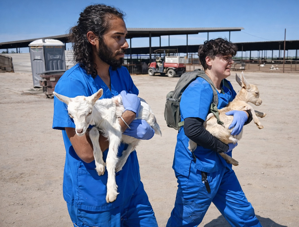 DxE investigators rescue two sick baby goats from Vera Goat Dairy in Stratford, CA on May 27, 2025. (Credit: Direct Action Everywhere)