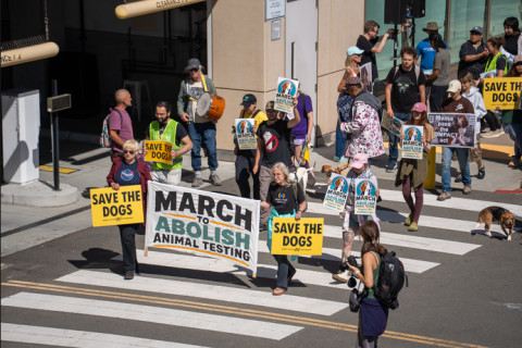 The Companion Animal Protection Against Cruel Testing Act, or COMPACT Act, was introduced on Wednesday
