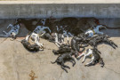 Congressman Valadao's dairy sends newborn calves to calf ranch exposed dragging, shooting sick calves
