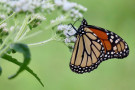 Iconic Pollinator Remains at Risk of Migratory Collapse