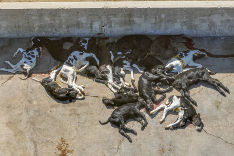 Congressman Valadao's dairy sends newborn calves to calf ranch exposed dragging, shooting sick calves