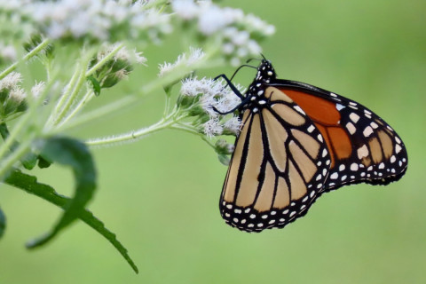 Iconic Pollinator Remains at Risk of Migratory Collapse