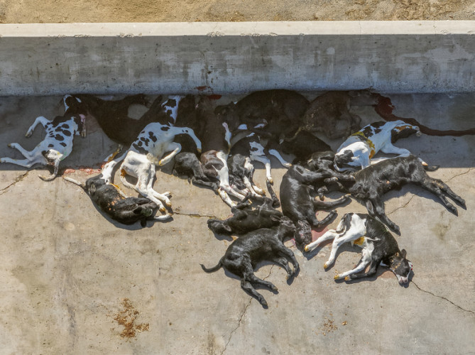 Congressman Valadao's dairy sends newborn calves to calf ranch exposed dragging, shooting sick calves