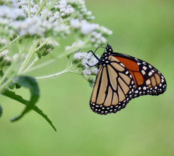 Iconic Pollinator Remains at Risk of Migratory Collapse