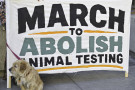 Congress called on to pass the COMPACT Act (H.R.10522), a bipartisan bill that would end federal funding of dog and cat experiments
