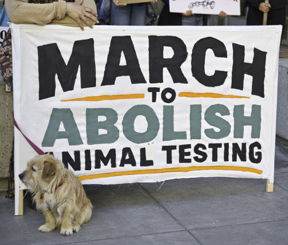 Congress called on to pass the COMPACT Act (H.R.10522), a bipartisan bill that would end federal funding of dog and cat experiments
