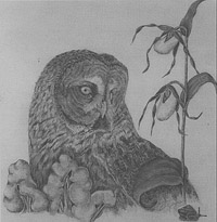 The cover of the governments plan for the species