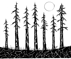 After a forest fire