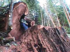 maxxam/pacific lumber: 325 strikes