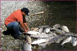 Klamath River salmon kill