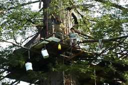 Treesit extractors on Gypsy Mountain