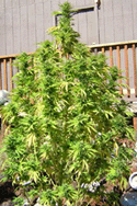 February 8th Sacto County Board of Supes Considers Marijuana Dispensaries