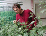 Medical Marijuana Week in Bay Area from 2/12-19