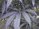 Hemp Industry and Supporters Hopeful About California Hemp Legislation
