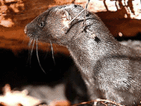 a mink, perhaps similar to one freed by Peter Young