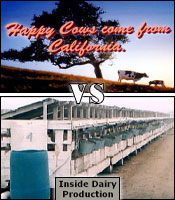Happy Cows vs, Inside Dairy Production