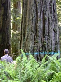 Marked redwood in Maxxam logging plan