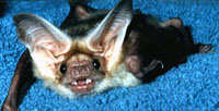 pallid bat