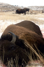 Dead buffalo
