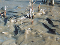 Bureau of Reclamation Strands Thousands of Fish on Delta Island