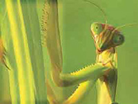 EarthVision Environmental Film Festival - Director's Pick 2007