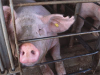 The California Prevention of Farm Animal Cruelty Act