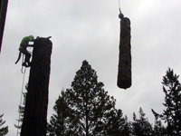 Tree Cutting Photos from the McHenry Library Addition