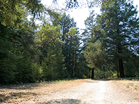 UC Santa Cruz Tree Sitters Prepare for the Return of Students