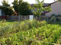 Beach Flats Community Garden Thriving