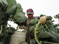 Picking the Colonizers' Vegetable