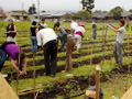 Occupy the Farm Activists Reclaim Prime Urban Agricultural Land in SF Bay Area