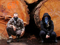Earth First! Blocks Sierra Pacific Logging Truck at Sawmill