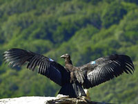 Lawsuit Targets San Benito County's Approval of 15 Oil Wells in Endangered Condor Habitat