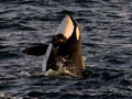 Expanded Habitat Protection Sought for Endangered Orcas on West Coast