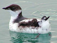 Protections Increased for Endangered Seabird in Santa Cruz Mountains State Parks