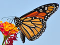 After 90 Percent Decline, Federal Protection Sought for Monarch Butterfly