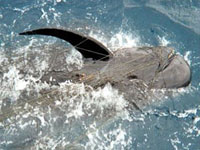 New Data Shows California Drift Gillnets Not Sustainable, Continue to Kill Marine Mammals