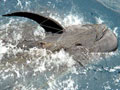 New Data Shows California Drift Gillnets Not Sustainable, Continue to Kill Marine Mammals