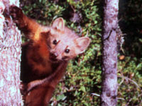 California Endangered Species Act Protection Sought for Nearly Extinct Humboldt Marten