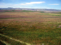 Increased Wildlife Protections Secured for California Solar Flats Project in Monterey Co.