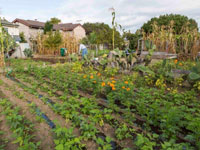 Call for Action to Prevent Beach Flats Community Garden Plots from Destruction