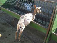 Disappearance of Goats, Rabbits at Santa Cruz Biotechnology Raises Questions