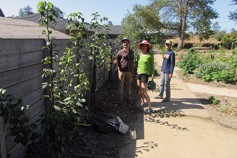 Community Orchard Planting in Santa Cruz on Site of Famous Pear Orchard